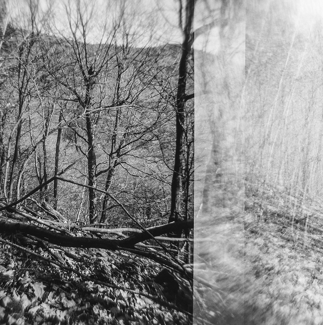 Nature Charcoals