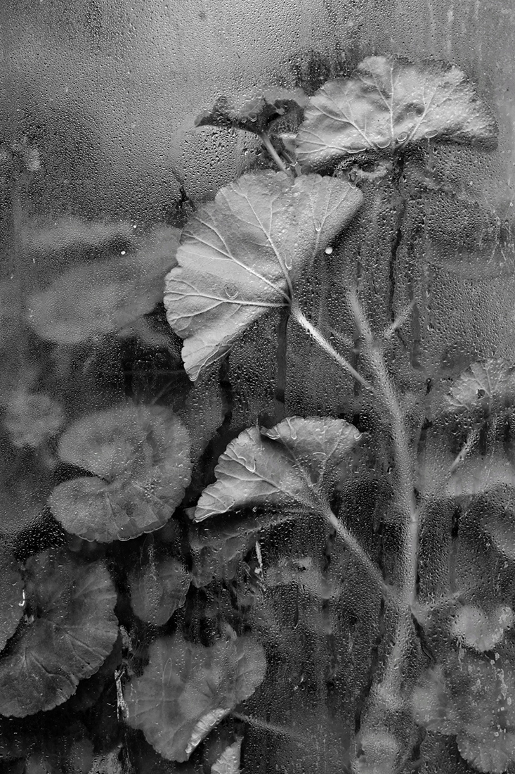 Greenhouse - The inner beauty