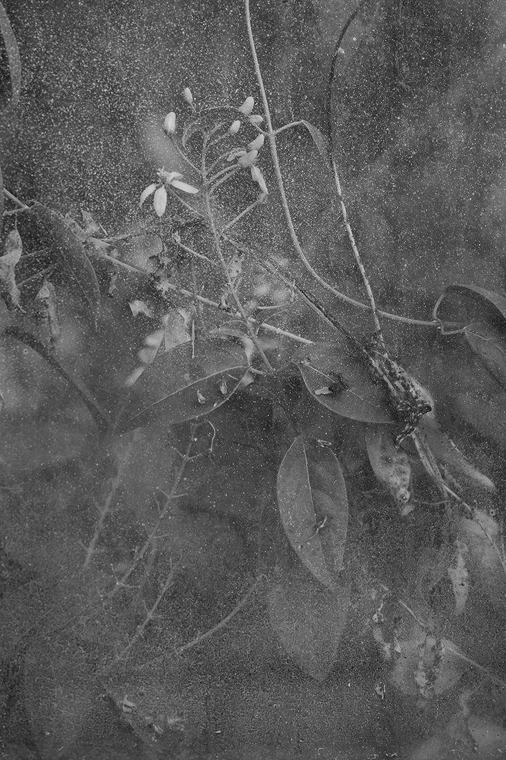 Greenhouse - The inner beauty