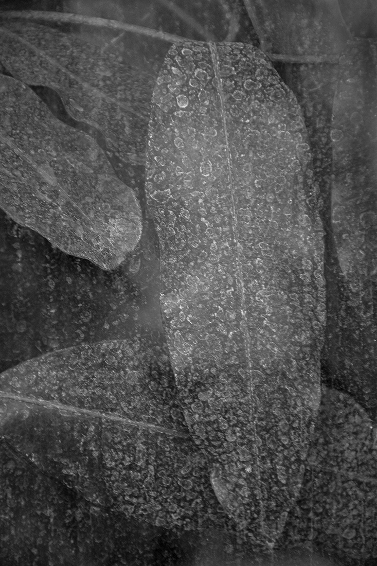 Greenhouse - The inner beauty