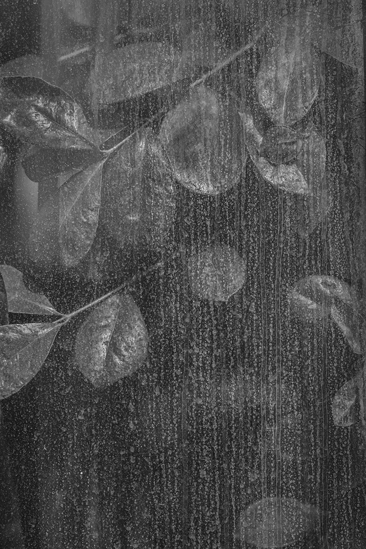 Greenhouse - The inner beauty