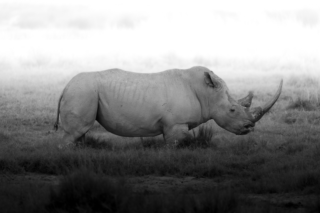The Kings and Queens of the Savanna