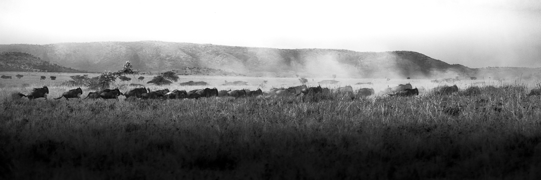 The Kings and Queens of the Savanna