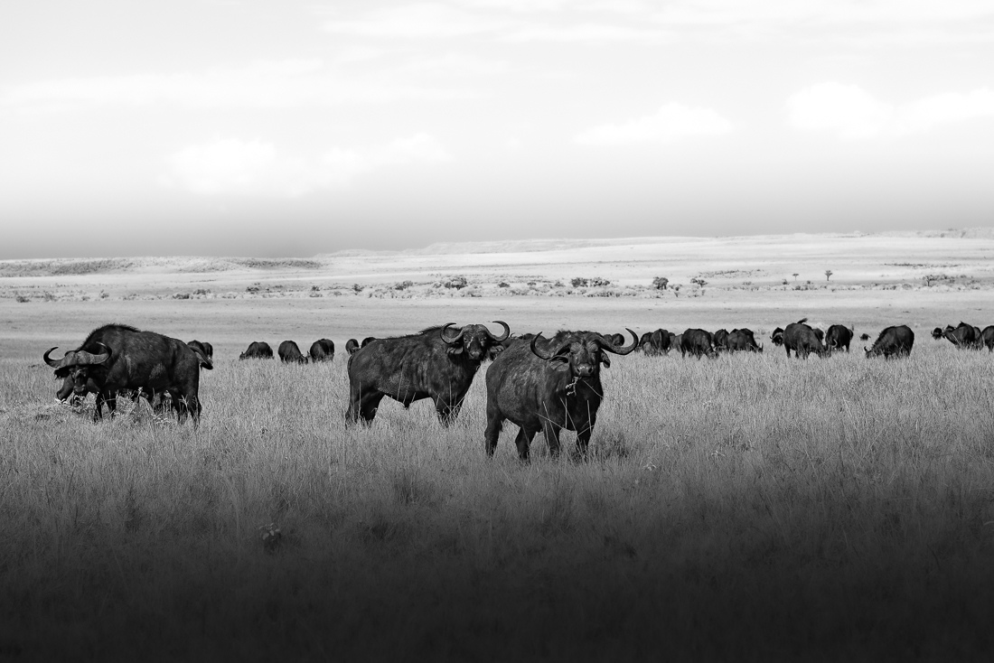 The Kings and Queens of the Savanna