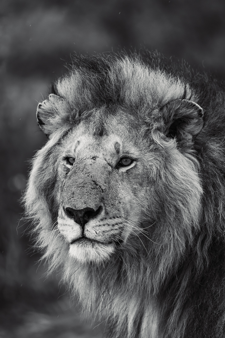 The Kings and Queens of the Savanna