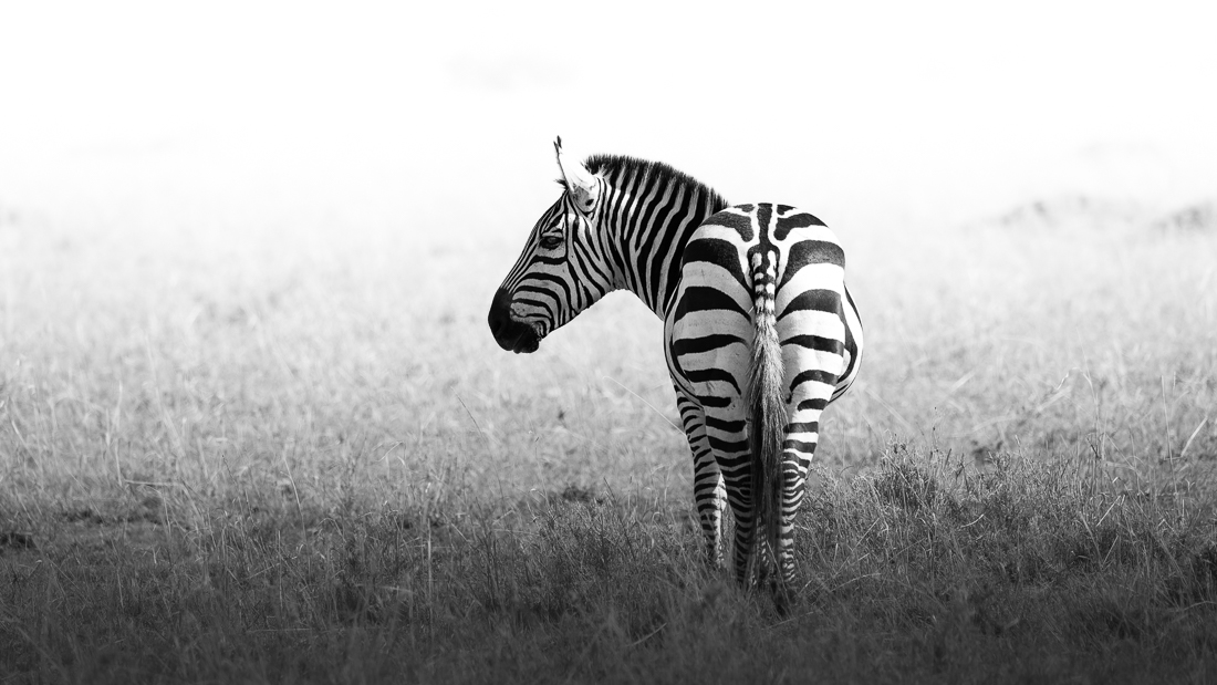 The Kings and Queens of the Savanna