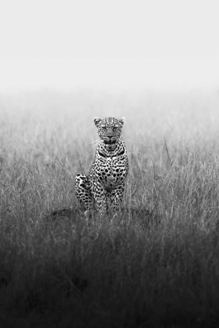 The Kings and Queens of the Savanna