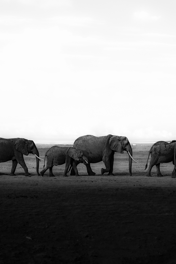 The Kings and Queens of the Savanna