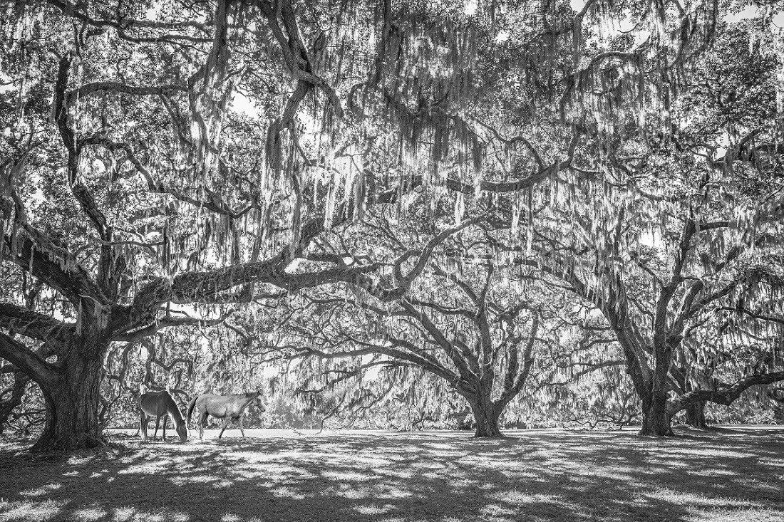 WATER OAK  PASTURE