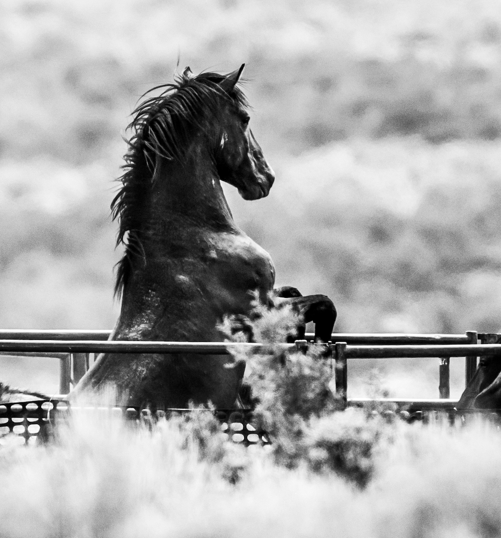 WILD UNFREE
