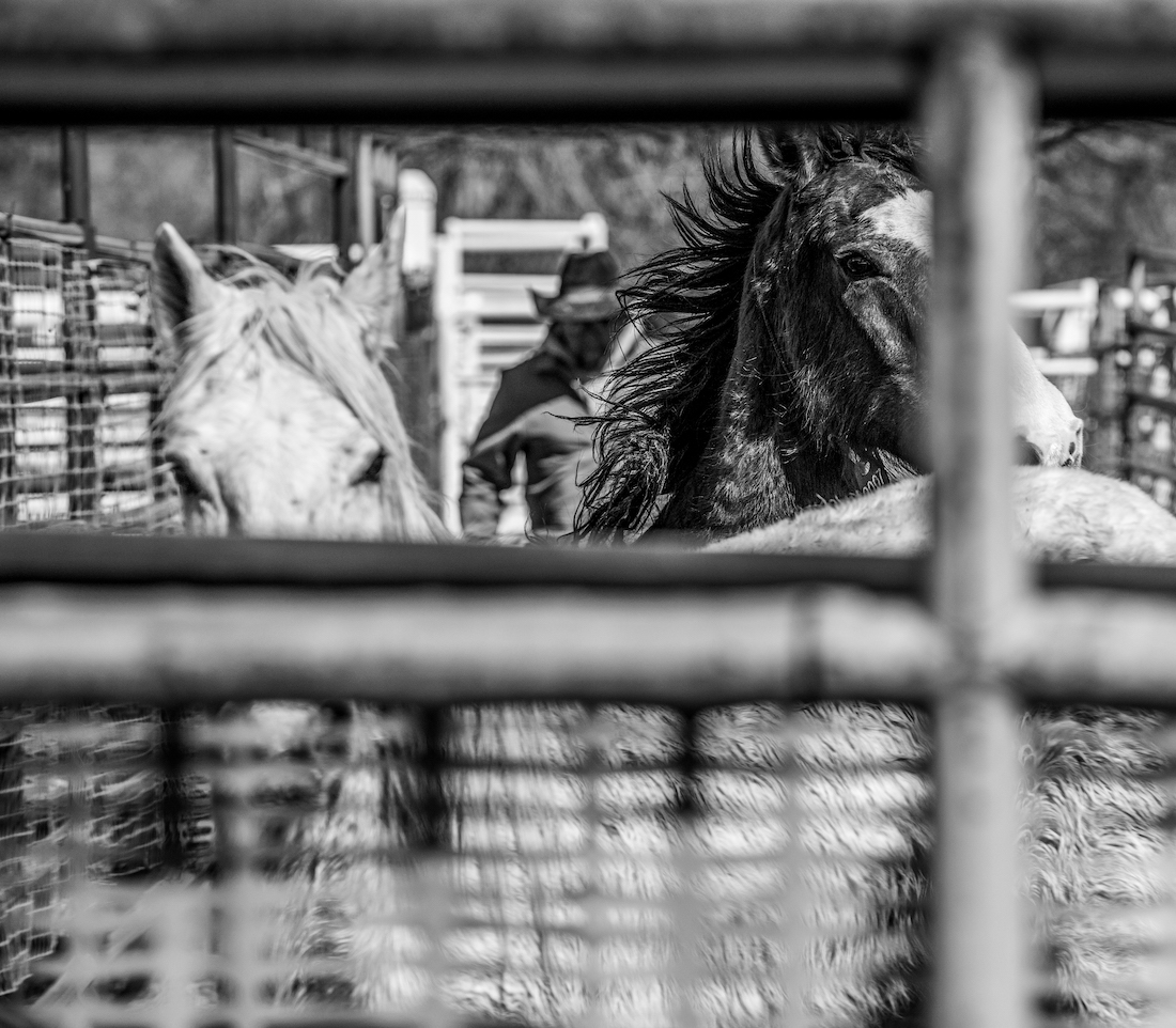 WILD UNFREE