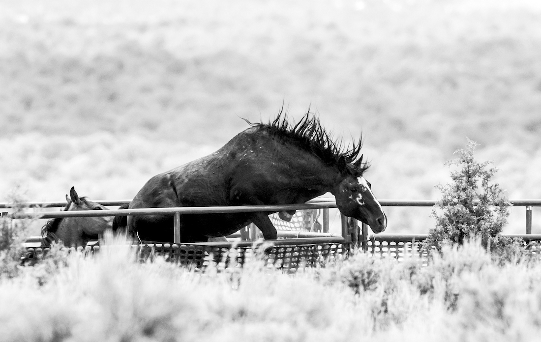 WILD UNFREE