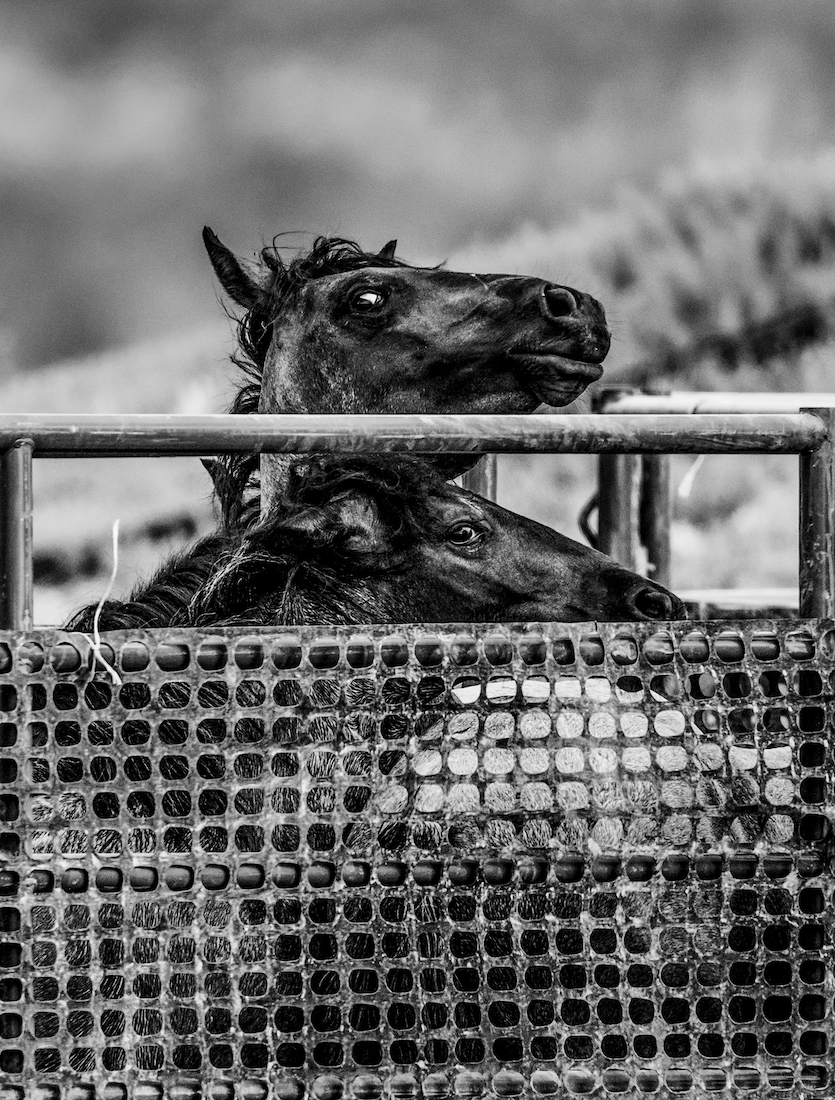 WILD UNFREE
