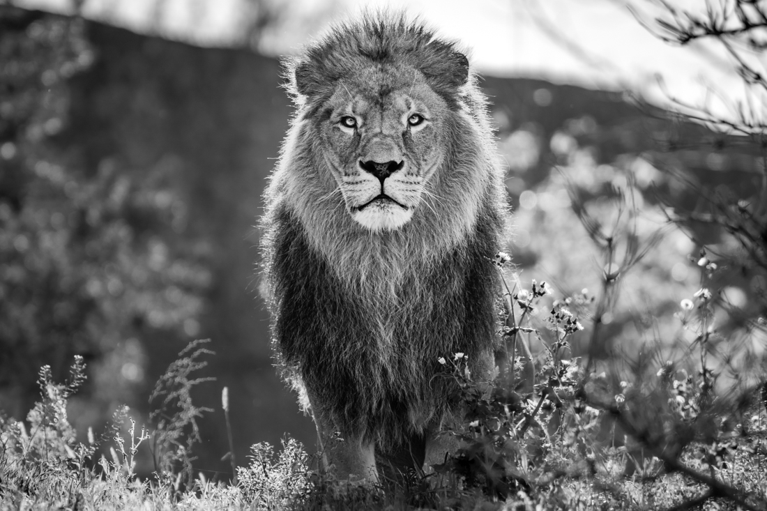 Eyes of The King
