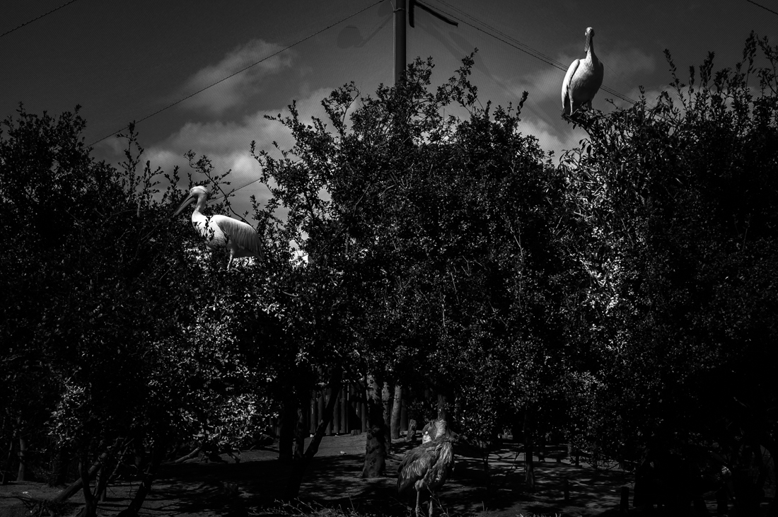 Bird Triangle