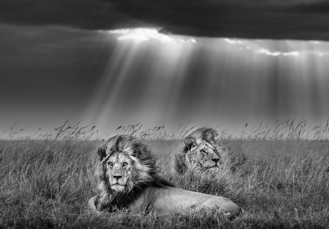 Under the Great African Sky