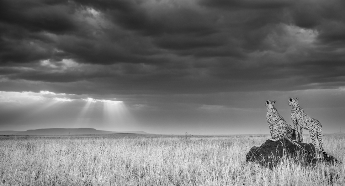 Under the Great African Sky