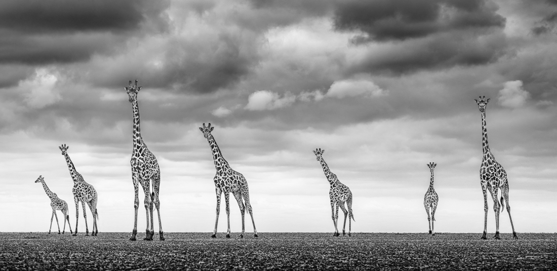 Under the Great African Sky