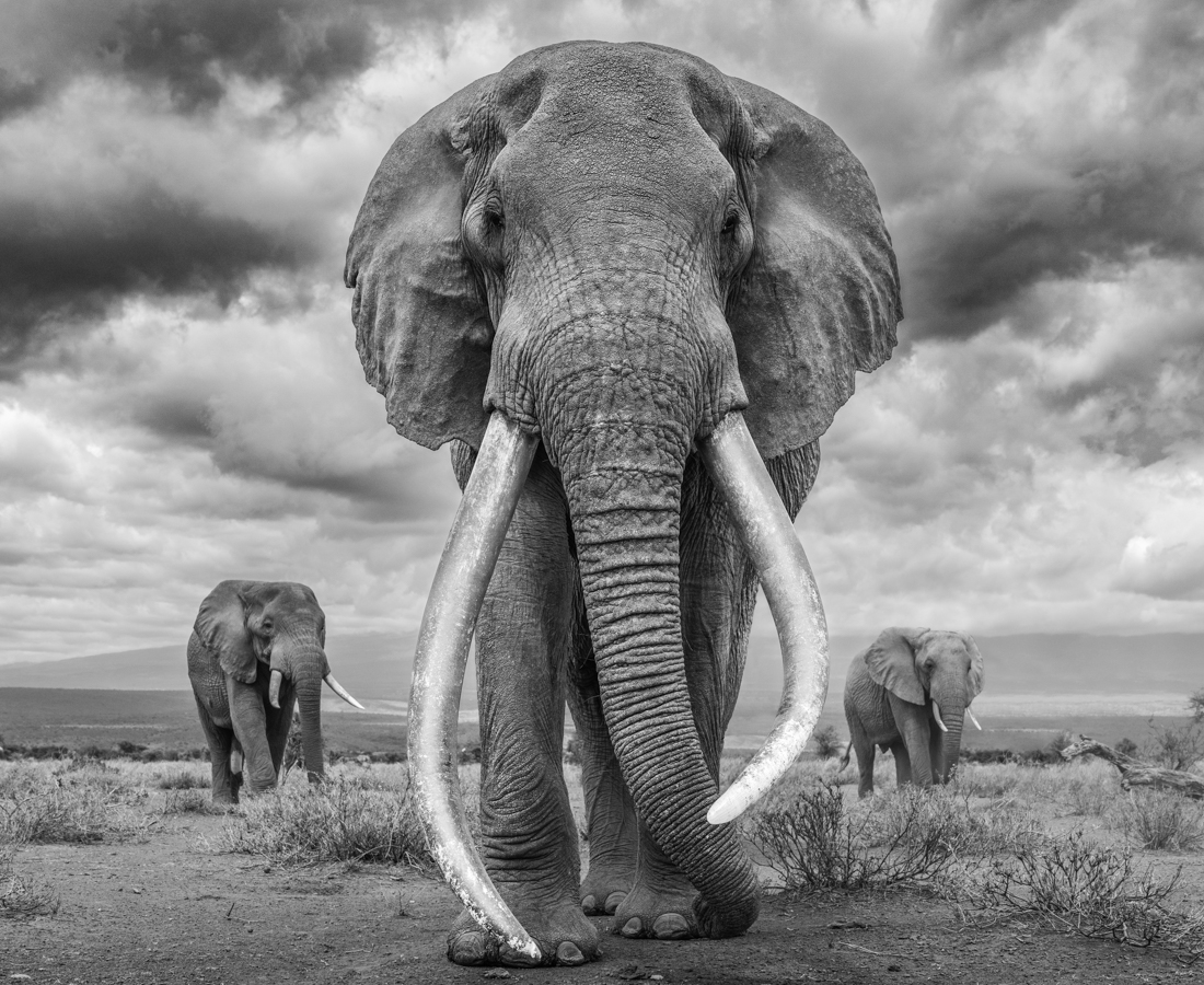 Under the Great African Sky