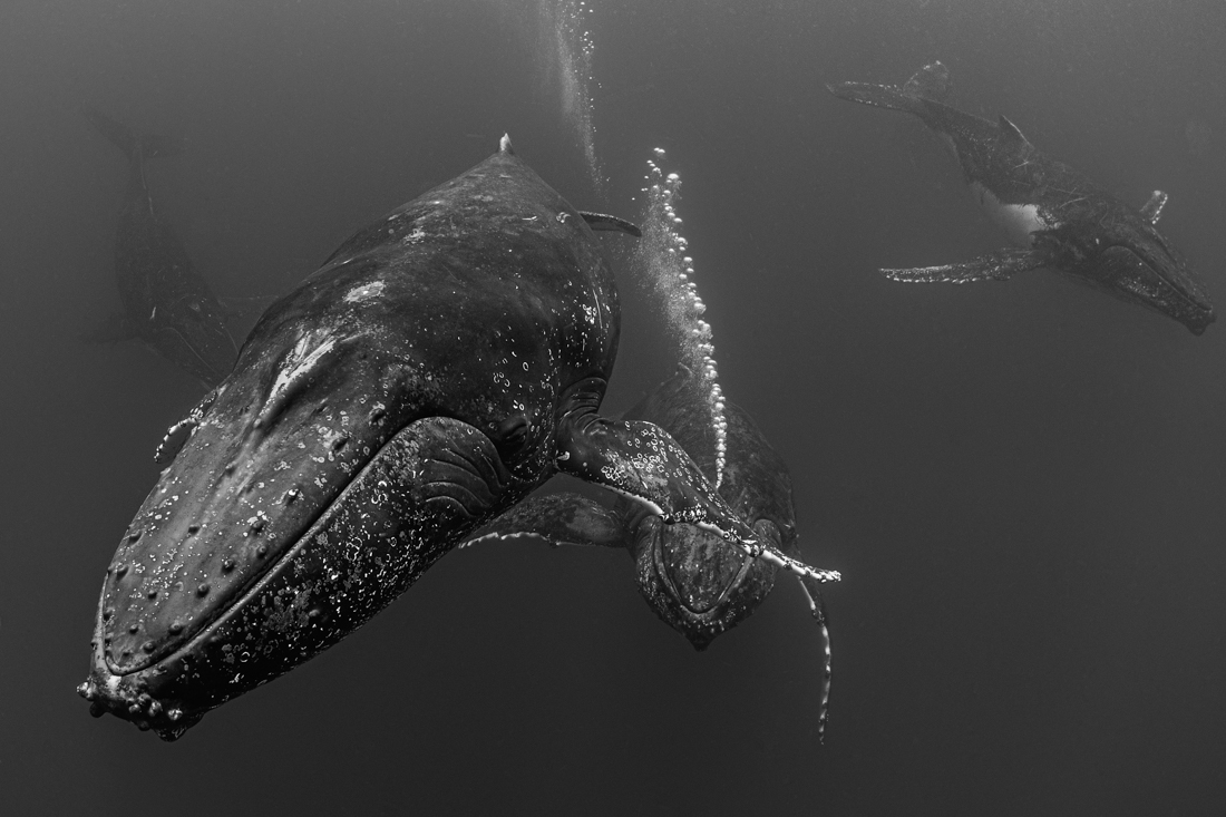 gang of whales