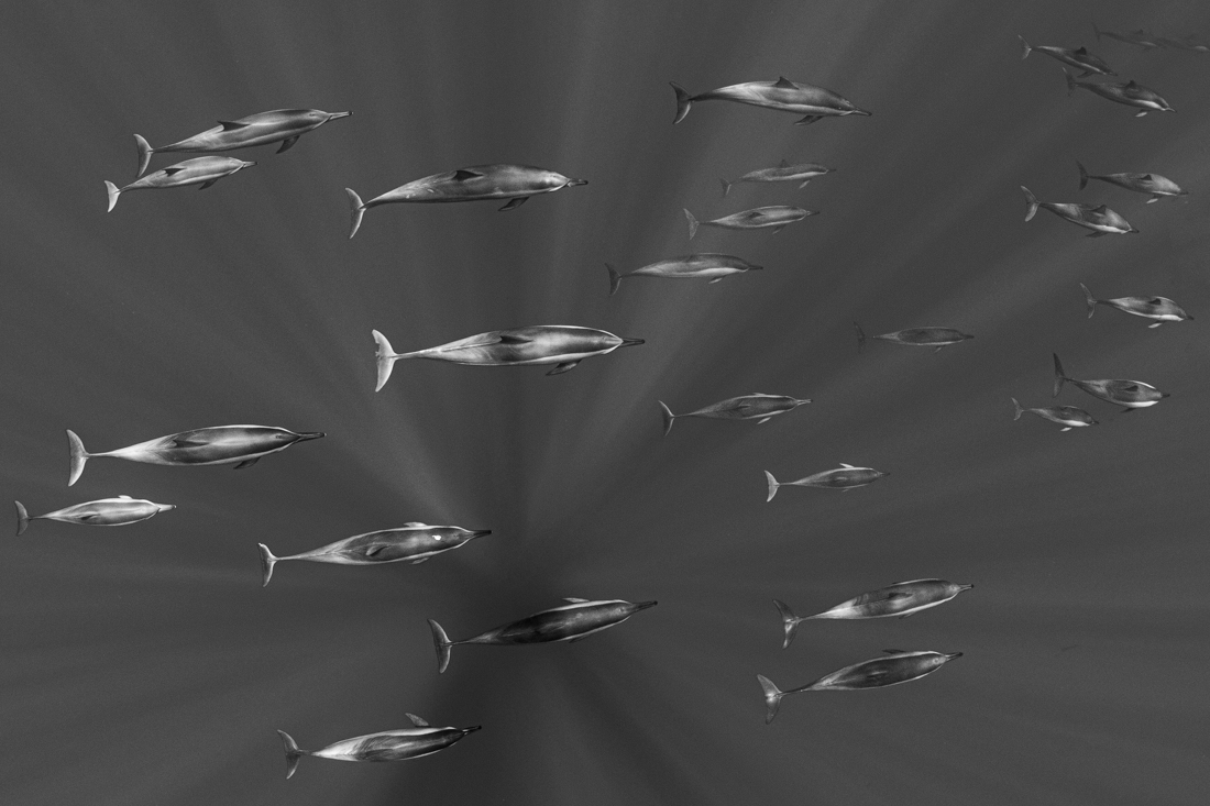 spinner dolphin 