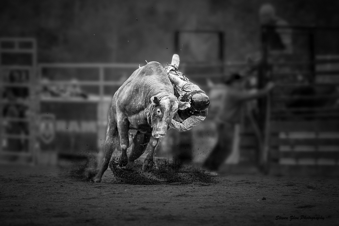 Bull Riding