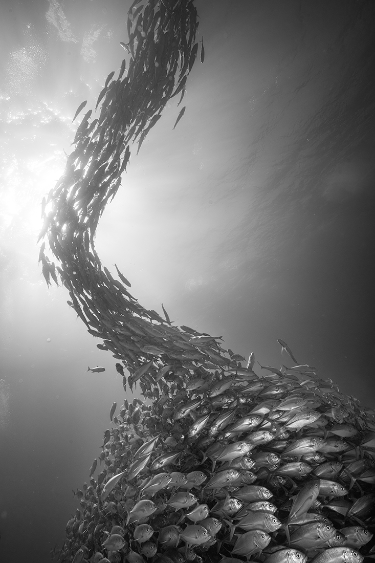 Jack Fish Art