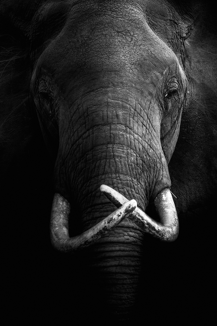 Wild Africa