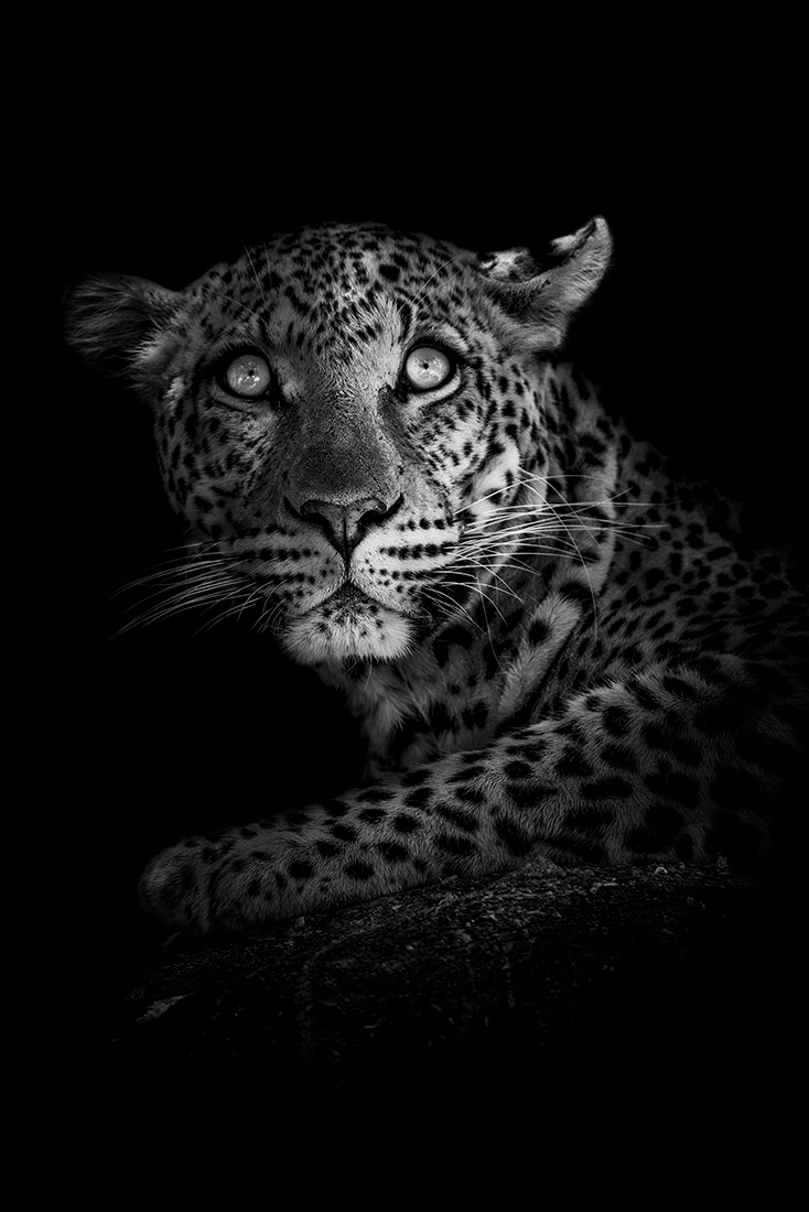 Wild Africa