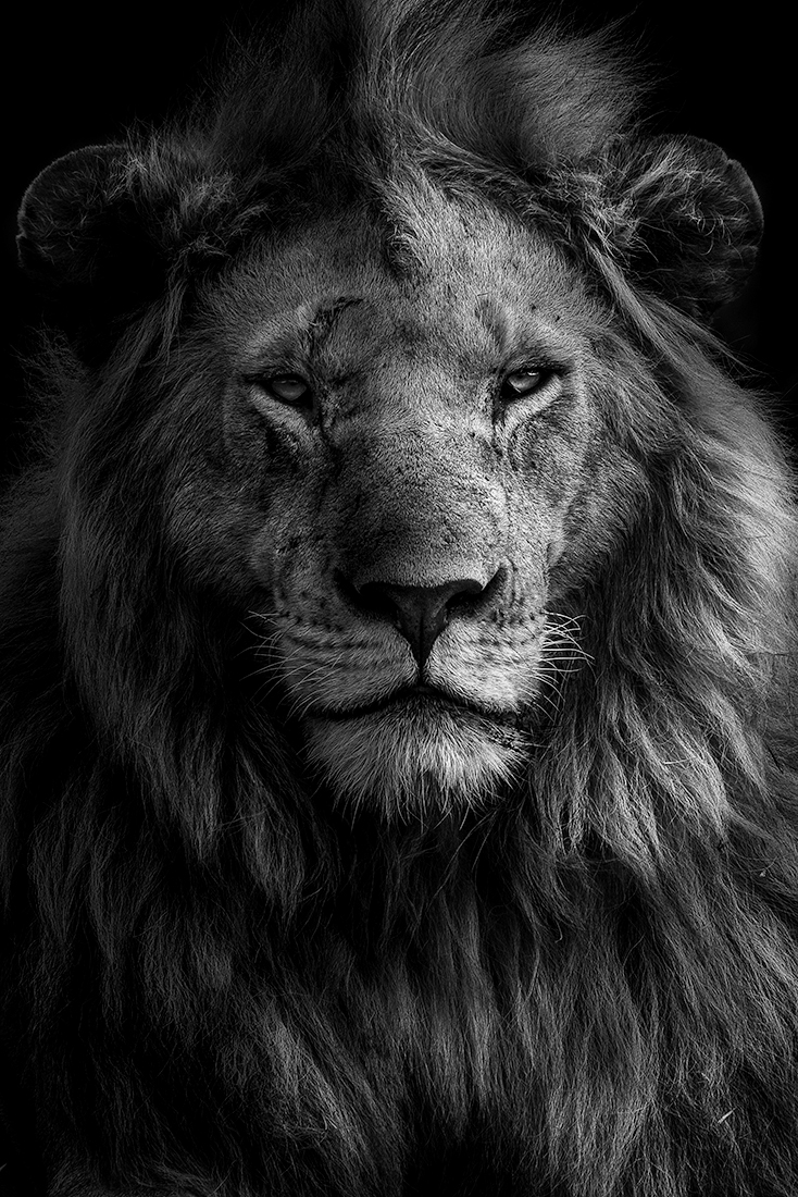 Wild Africa