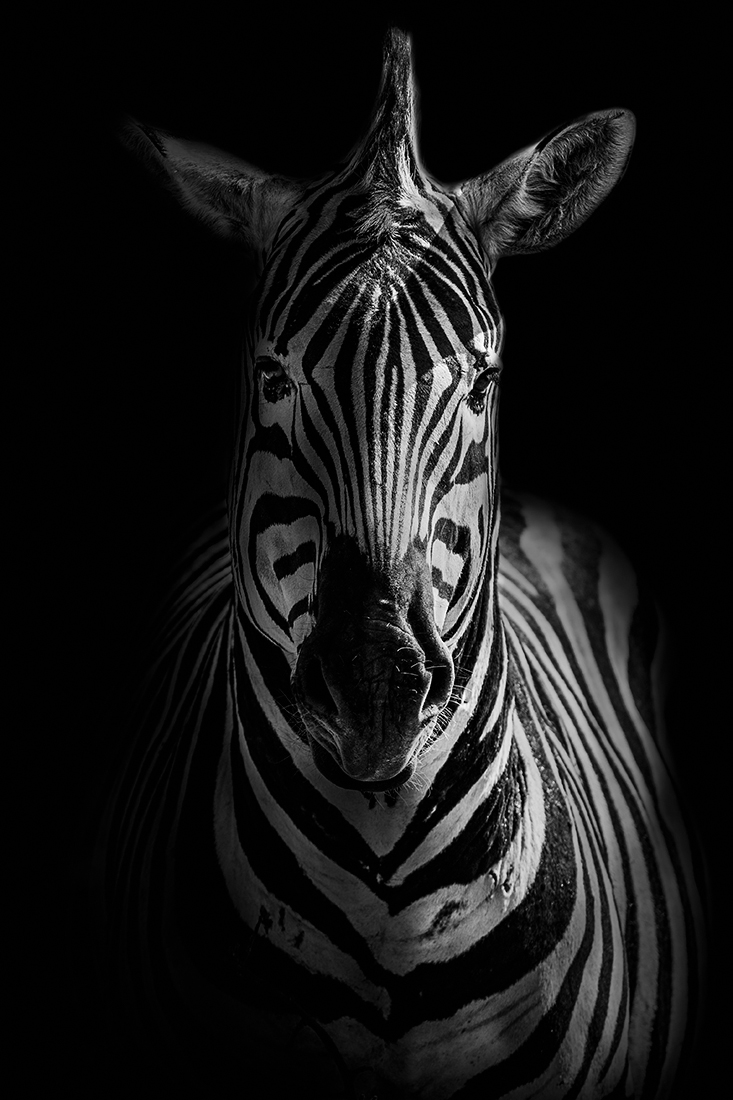 Wild Africa