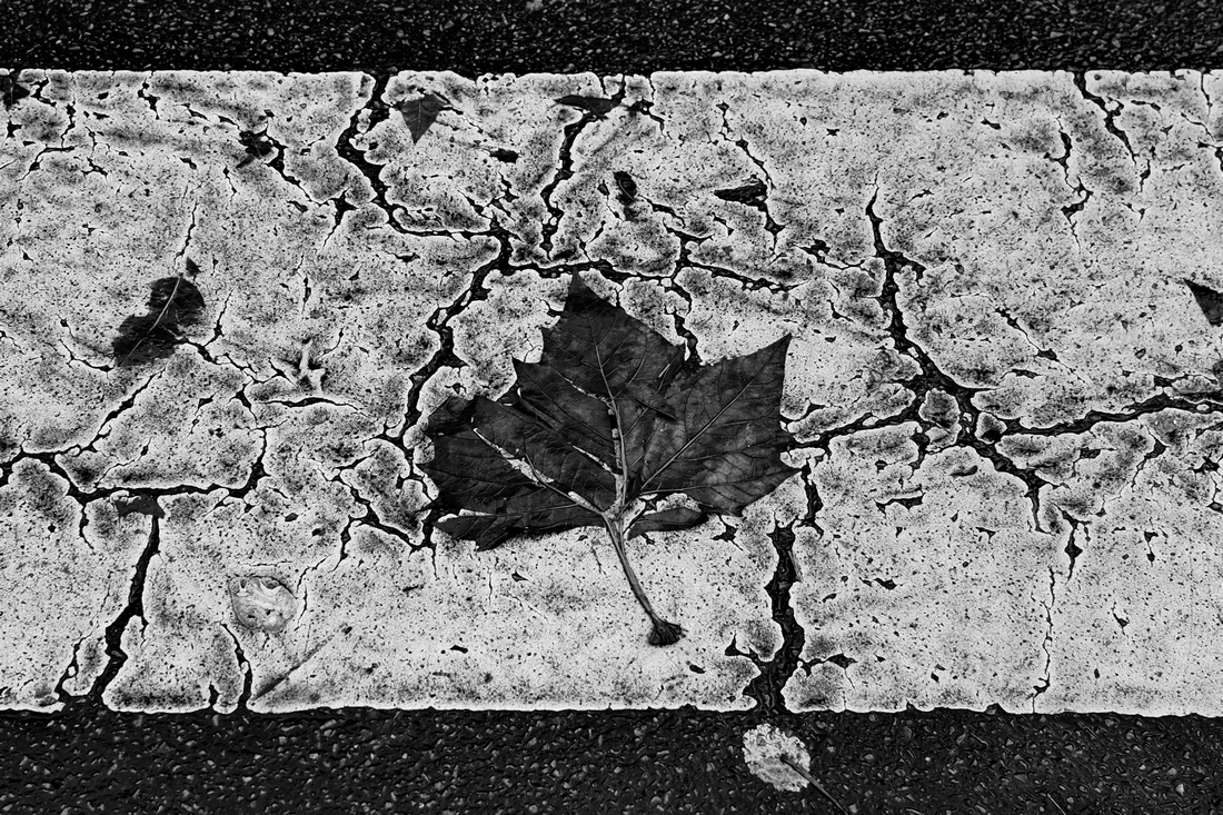 Leaves of Paris