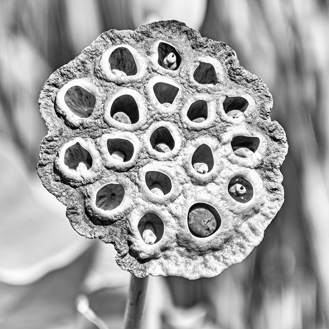 Lotus Seed Pod