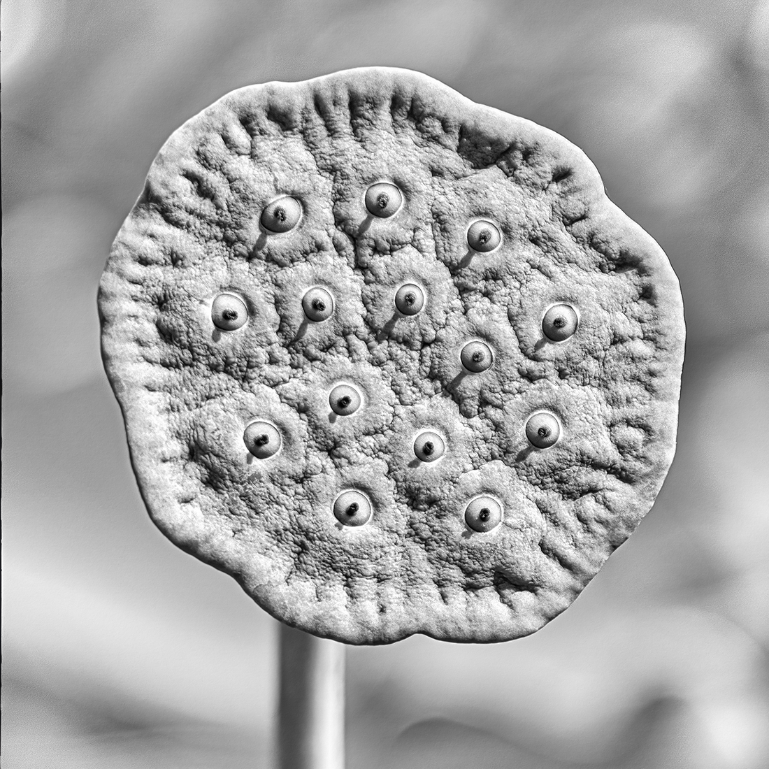 Lotus Seed Pod