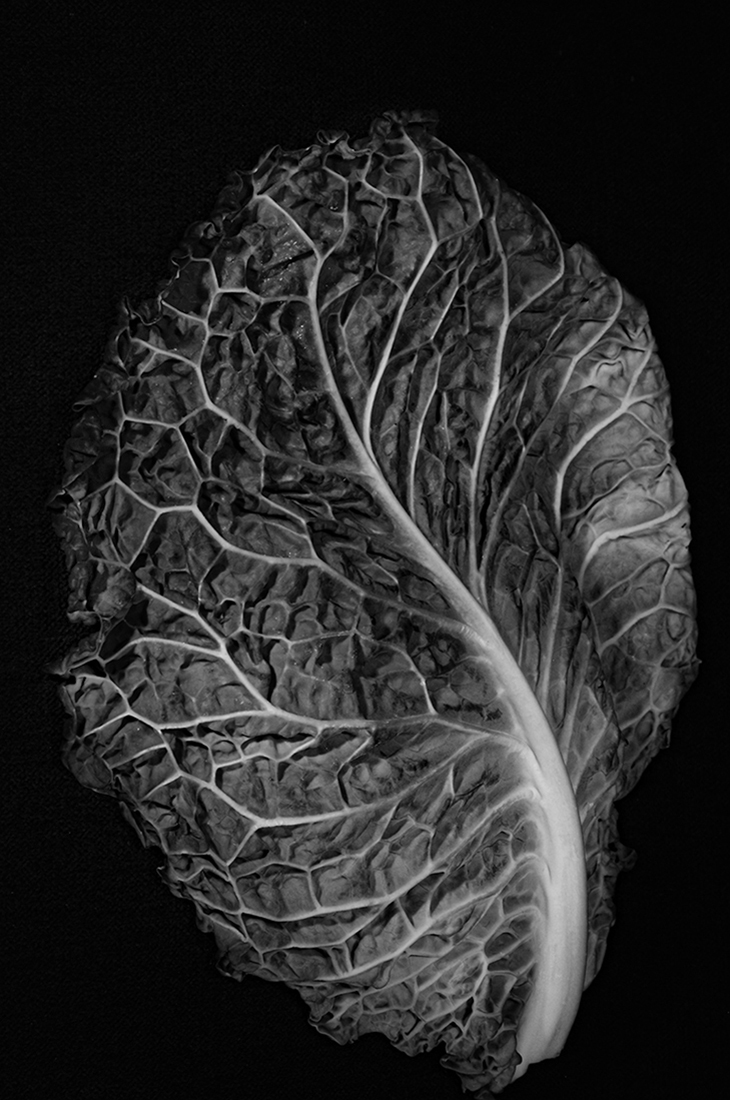 Feuille de choux