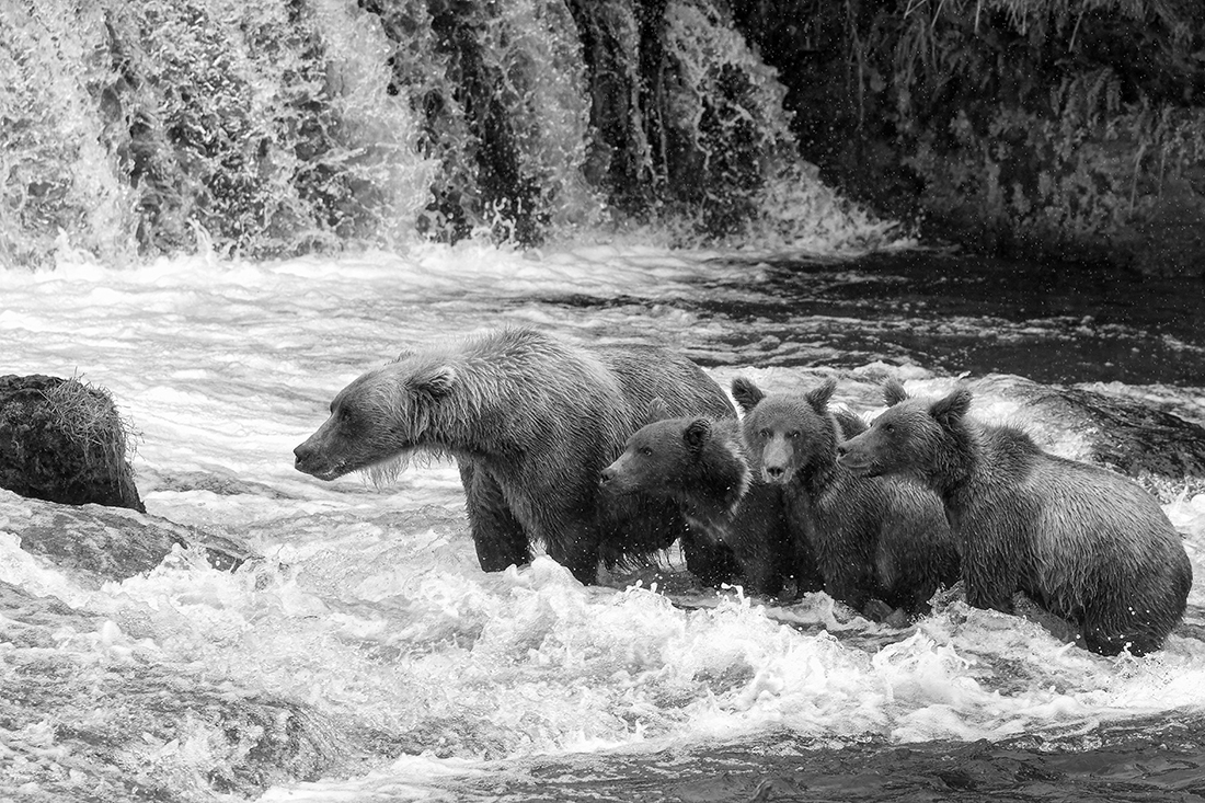 Queen of the River