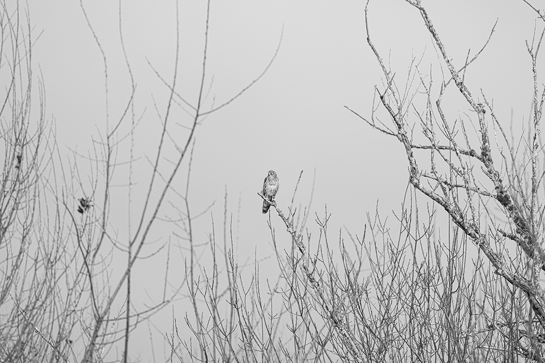 Cloudy Day on a Wetland