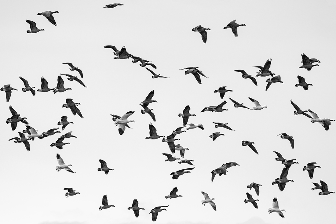 Cloudy Day on a Wetland