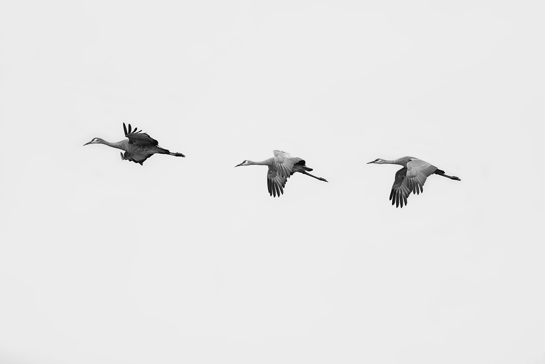 Cloudy Day on a Wetland
