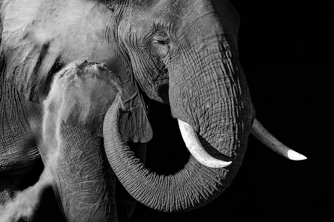 Elephant Dust Bath