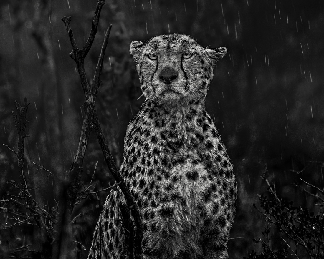 Big Cats in the Rain!