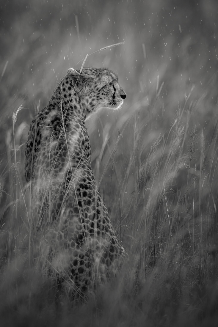 Big Cats in the Rain!