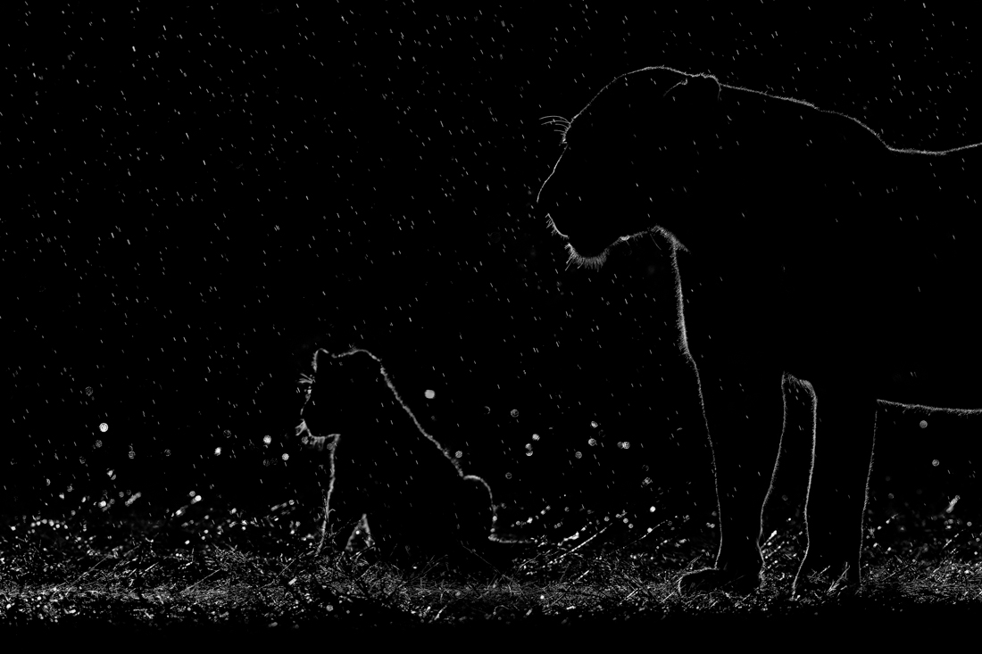 Big Cats in the Rain!