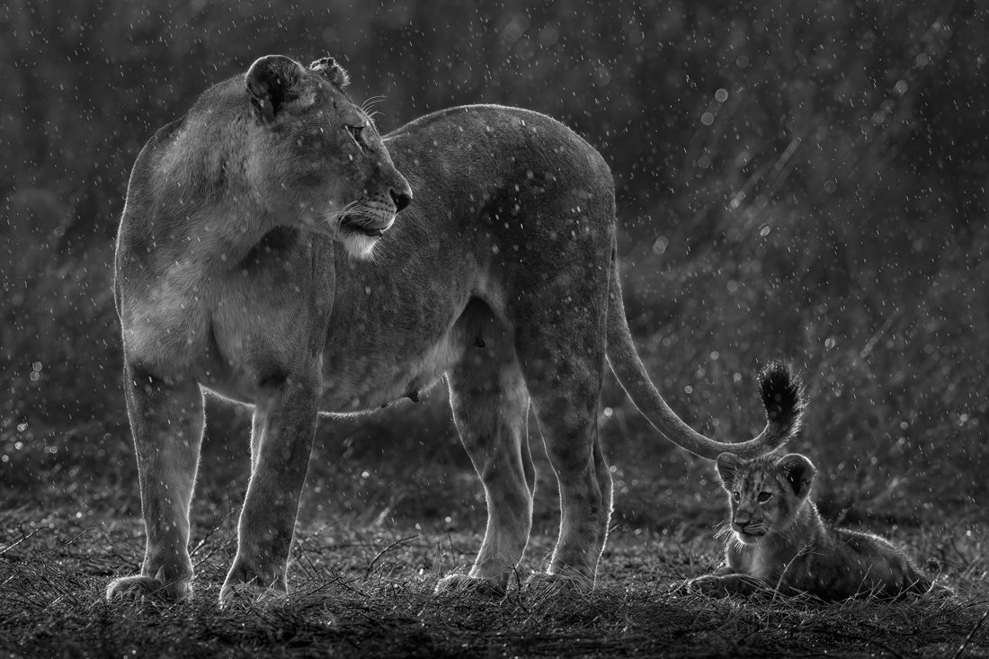 Big Cats in the Rain!