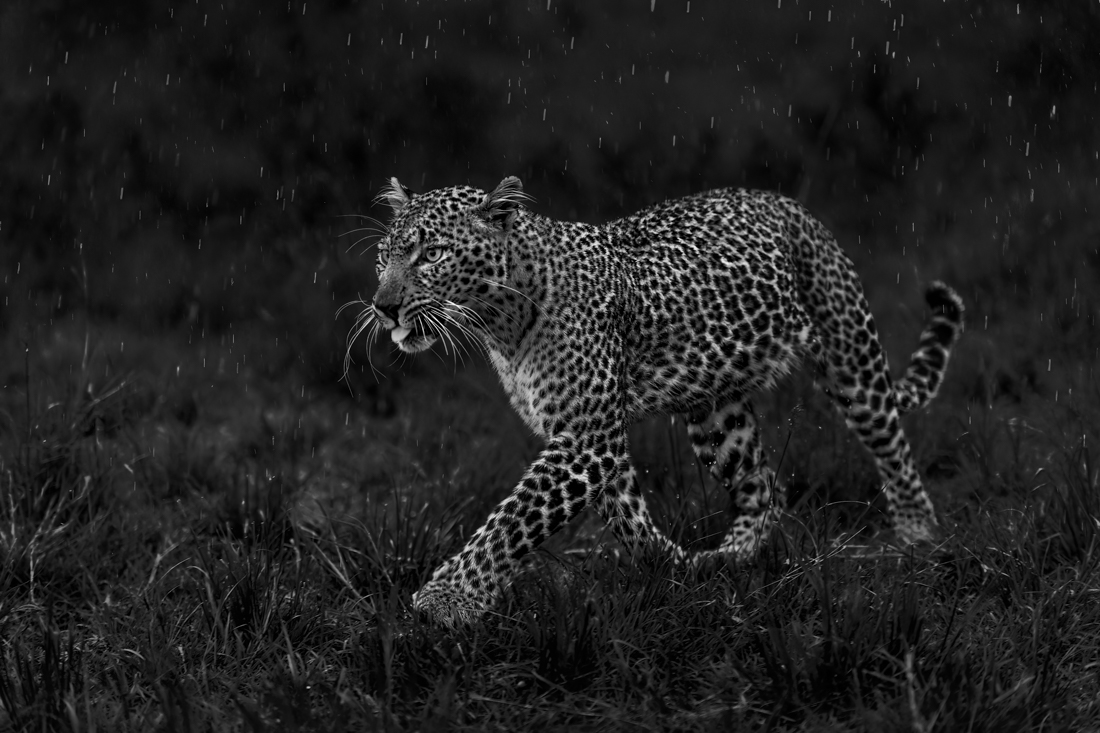 Big Cats in the Rain!
