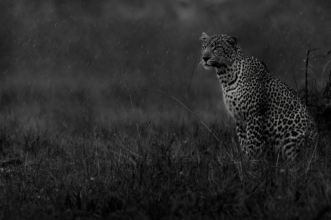 Big Cats in the Rain!