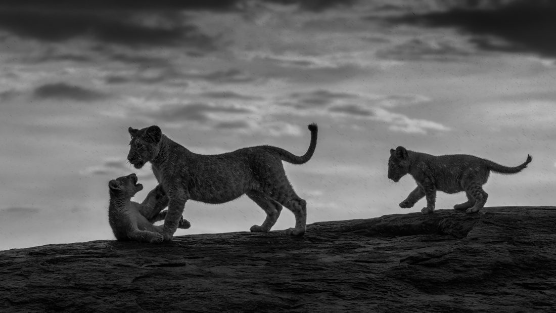 Big Cats in the Rain!