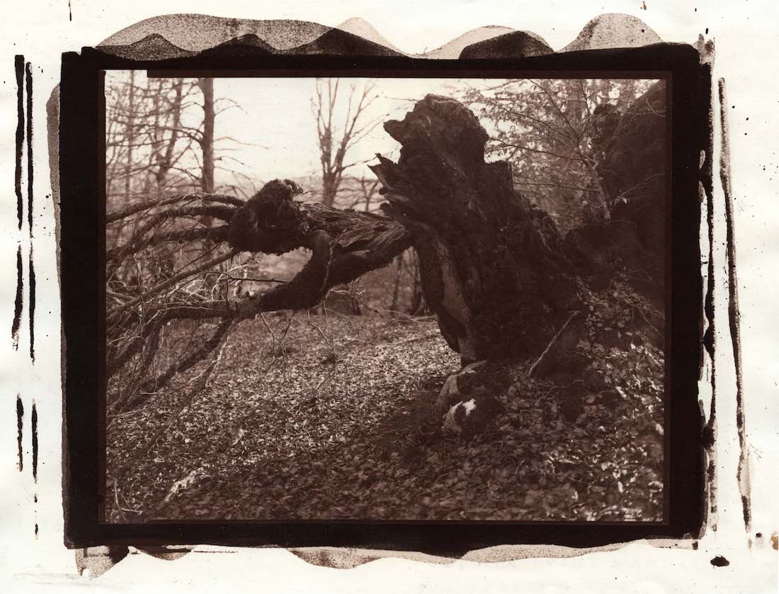 THE ENCHANTED FOREST, 2022/23