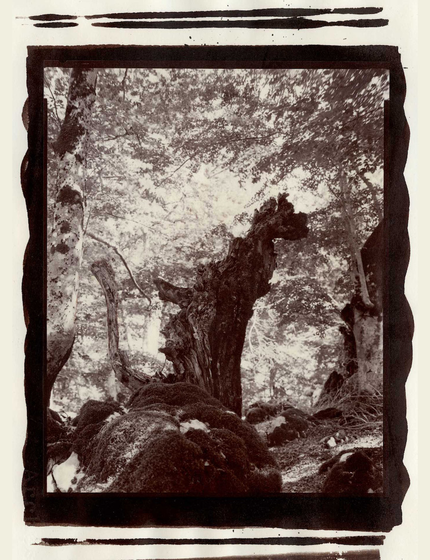 THE ENCHANTED FOREST, 2022/23