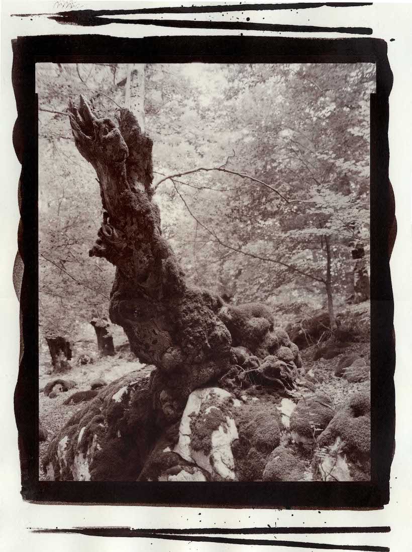 THE ENCHANTED FOREST, 2022/23
